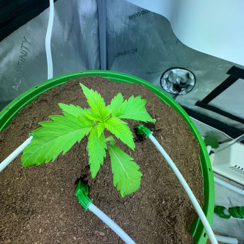  Twisted Terps  growlog timeline photo