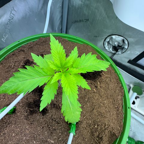  Twisted Terps  growlog timeline photo