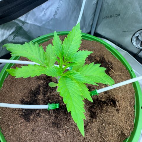  Twisted Terps  growlog timeline photo