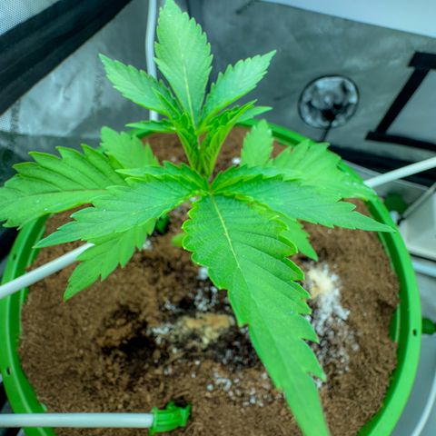  Twisted Terps  growlog timeline photo