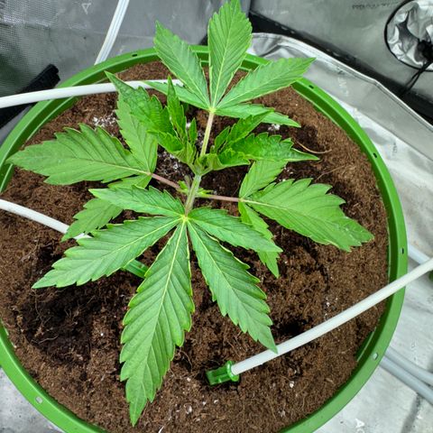  Twisted Terps  growlog timeline photo