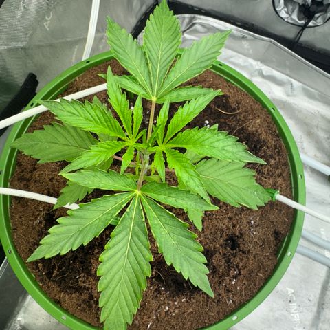  Twisted Terps  growlog timeline photo