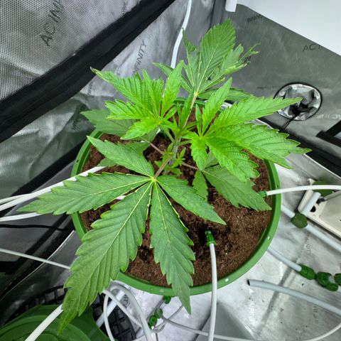  Twisted Terps  growlog timeline photo