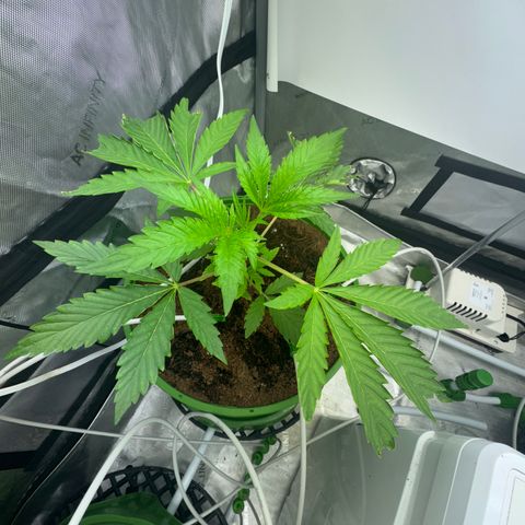  Twisted Terps  growlog timeline photo