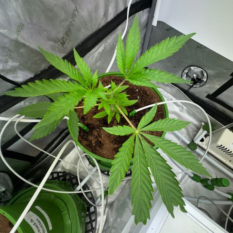  Twisted Terps  growlog timeline photo