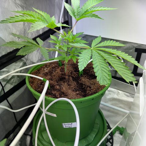  Twisted Terps  growlog timeline photo