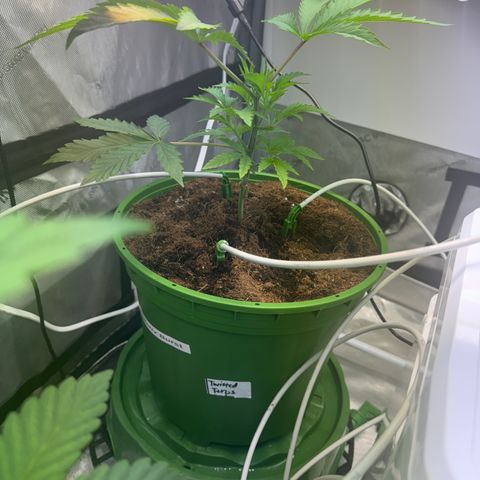  Twisted Terps  growlog timeline photo