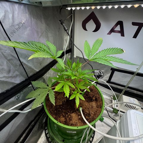  Twisted Terps  growlog timeline photo