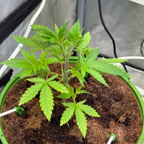  Twisted Terps  growlog timeline photo