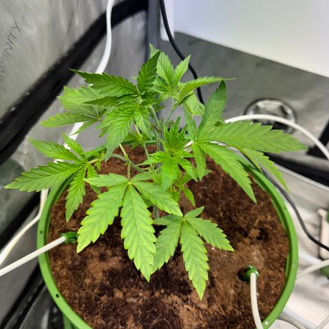  Twisted Terps  growlog timeline photo