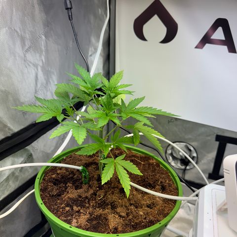  Twisted Terps  growlog timeline photo