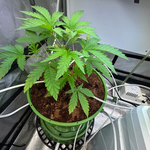  Twisted Terps  growlog timeline photo