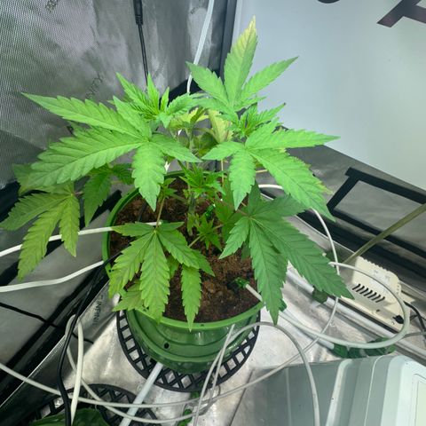  Twisted Terps  growlog timeline photo