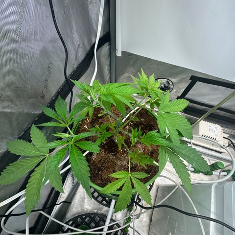  Twisted Terps  growlog timeline photo