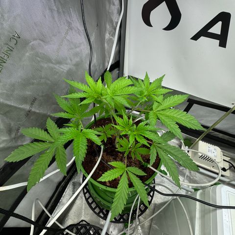  Twisted Terps  growlog timeline photo