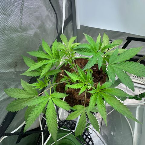  Twisted Terps  growlog timeline photo