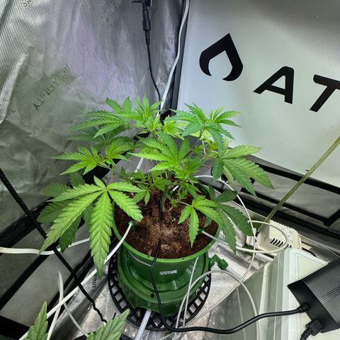  Twisted Terps  growlog timeline photo