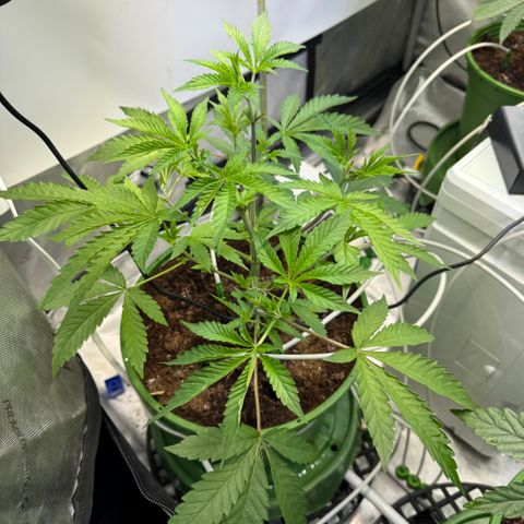  Twisted Terps  growlog timeline photo