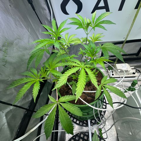  Twisted Terps  growlog timeline photo