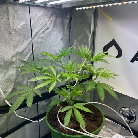  Twisted Terps  growlog timeline photo