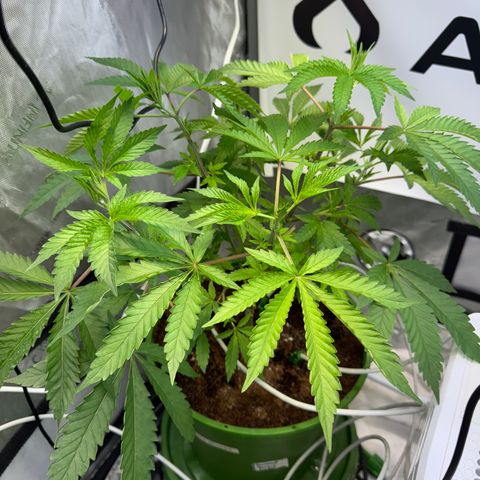 Twisted Terps  growlog timeline photo