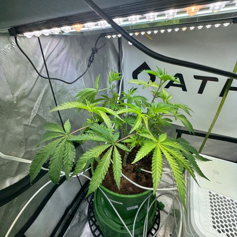  Twisted Terps  growlog timeline photo