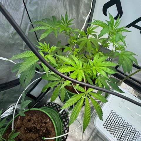  Twisted Terps  growlog timeline photo