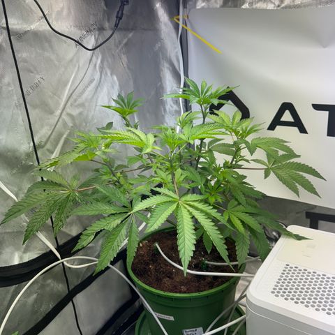  Twisted Terps  growlog timeline photo