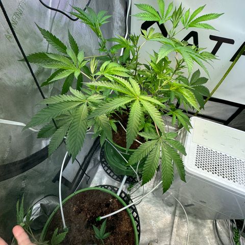  Twisted Terps  growlog timeline photo