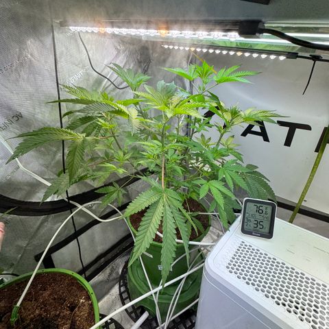  Twisted Terps  growlog timeline photo