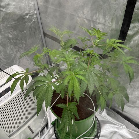  Twisted Terps  growlog timeline photo