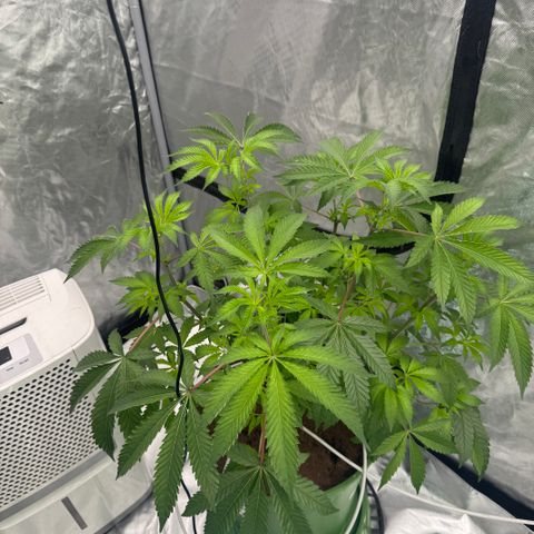  Twisted Terps  growlog timeline photo