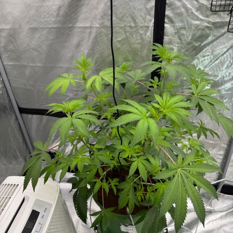  Twisted Terps  growlog timeline photo