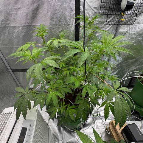  Twisted Terps  growlog timeline photo