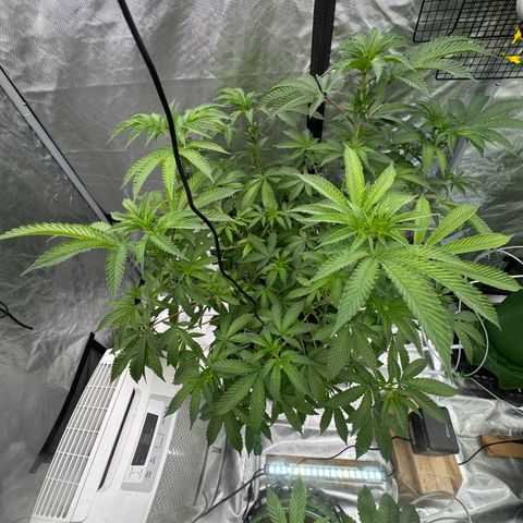  Twisted Terps  growlog timeline photo