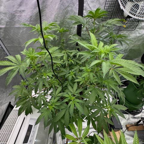  Twisted Terps  growlog timeline photo