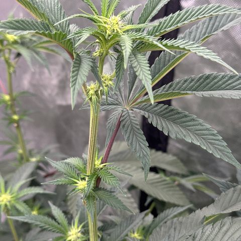  Twisted Terps  growlog timeline photo