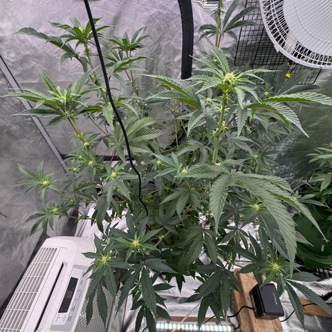  Twisted Terps  growlog timeline photo