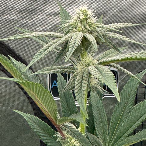  Twisted Terps  growlog timeline photo