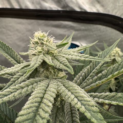  Twisted Terps  growlog timeline photo