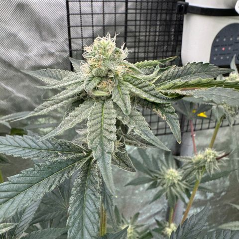 Twisted Terps  growlog timeline photo