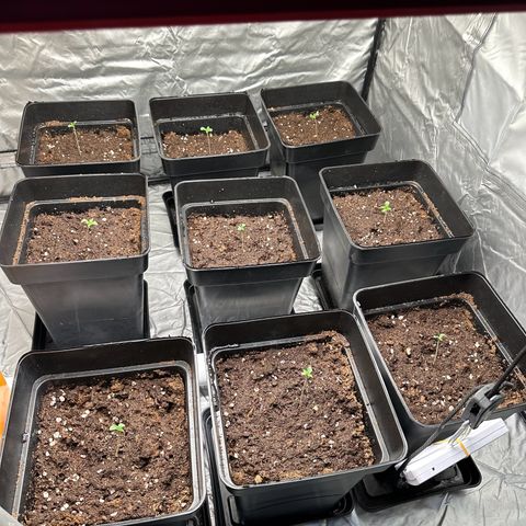 Strawberry Cake CBD growlog timeline photo