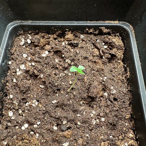 Strawberry Cake CBD growlog timeline photo