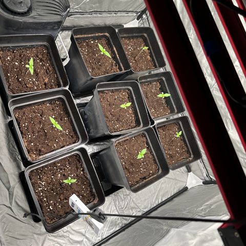 Strawberry Cake CBD growlog timeline photo