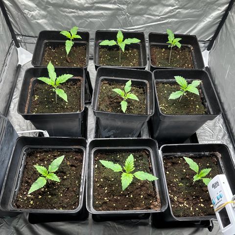 Strawberry Cake CBD growlog timeline photo