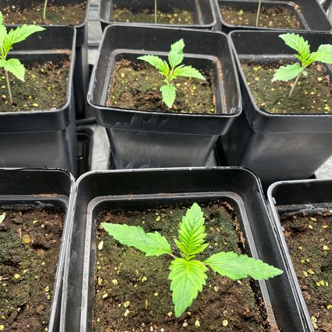 Strawberry Cake CBD growlog timeline photo