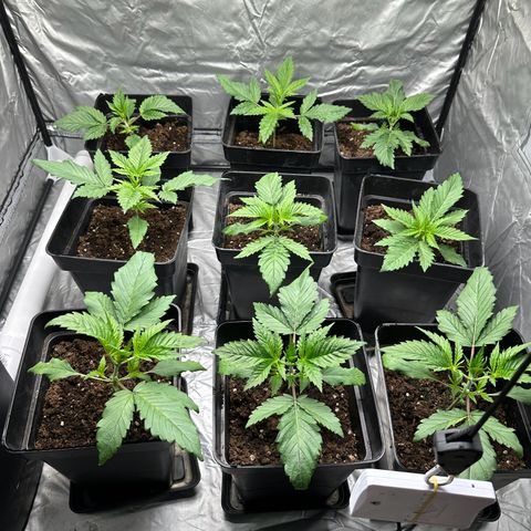 Strawberry Cake CBD growlog timeline photo