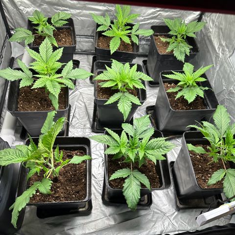 Strawberry Cake CBD growlog timeline photo