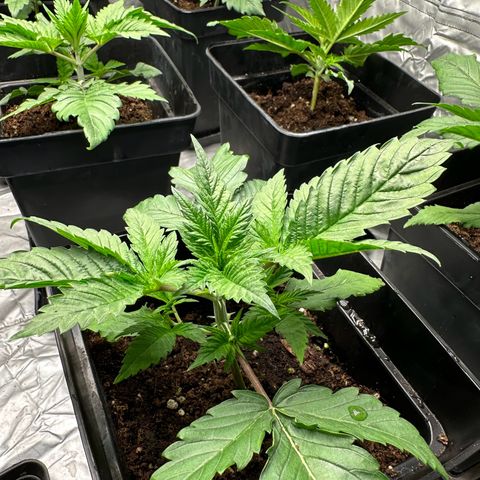 Strawberry Cake CBD growlog timeline photo