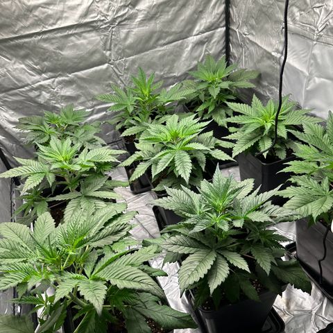 Strawberry Cake CBD growlog timeline photo